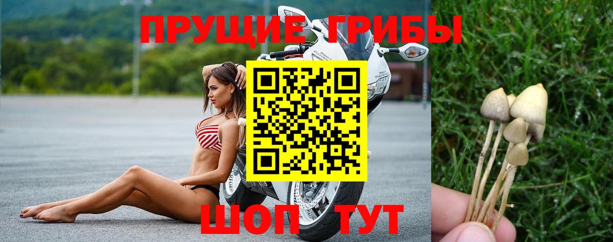 Галлюциногенные грибы Psilocybine cubensis Аша